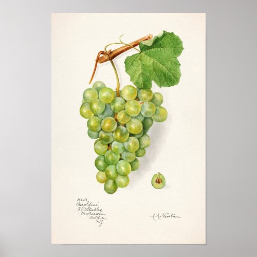 Bunch of Green Grapes Fruit Watercolor Painting Poster