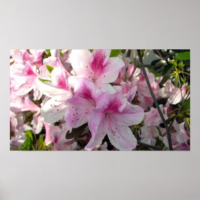 Bunch of Pink Azaleas Color Photo print (Front)