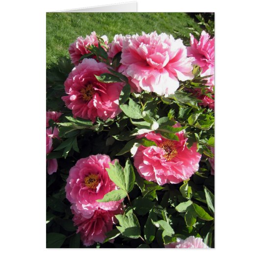 Bunch Of Pink Peonies Cards (Front)