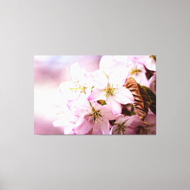 Bunch Of Pink Sakura Against The Pink Background Canvas Print (Front)