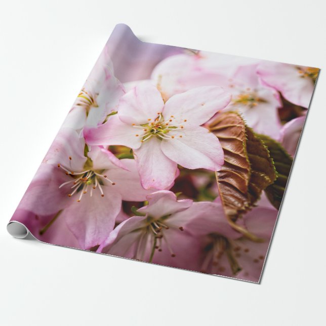 Bunch Of Pink Sakura Against The Pink Background Wrapping Paper (Unrolled)