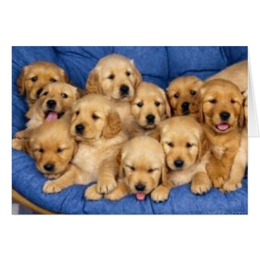 bunch of retriever puppies cards (Front Horizontal)