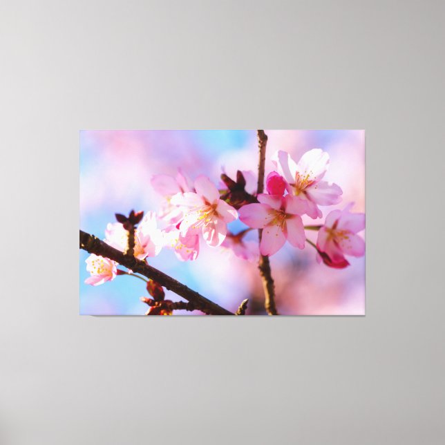 Bunch Of Sakura Flowers In A Shadow Of A Tree Canvas Print (Front)