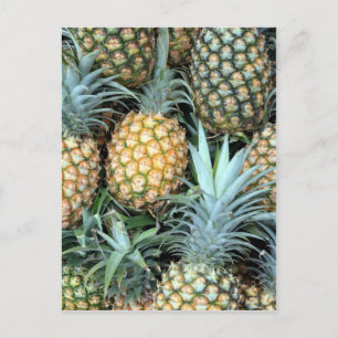 Bunch of Tropical Hawaiian Pineapples Postcard
