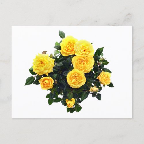 bunch of yellow rose on white isolated background postcard