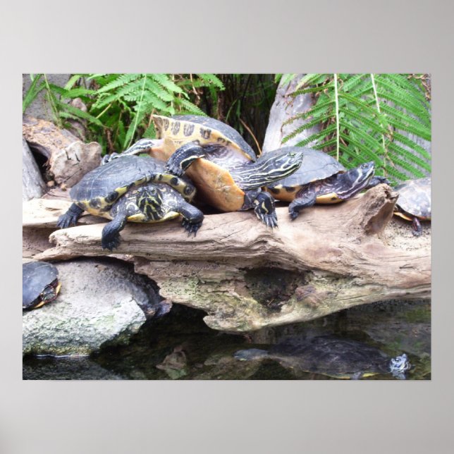 bunchaturtles poster (Front)