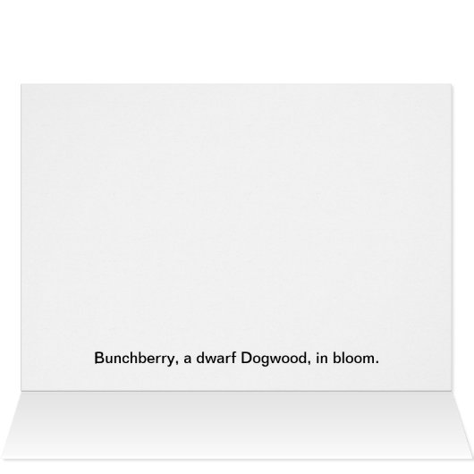 Bunchberry (Inside Horizontal (Top))