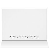 Bunchberry Cards (Inside Horizontal (Top))