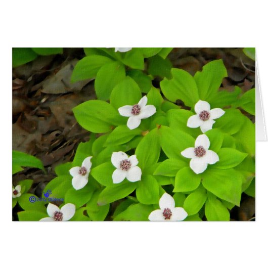 Bunchberry Cards (Front Horizontal)