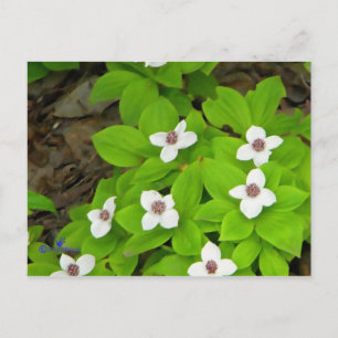 Bunchberry Postcard