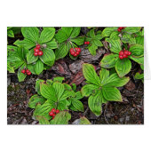 Bunchberry With Berries (Front Horizontal)