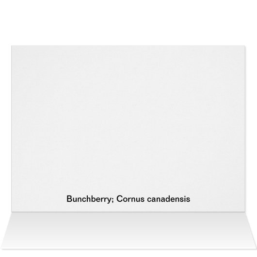 Bunchberry With Berries (Inside Horizontal (Top))