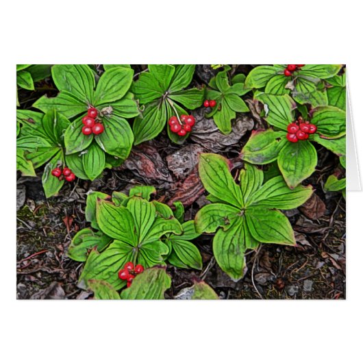 Bunchberry With Berries Cards (Front Horizontal)