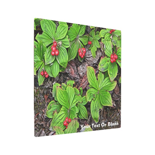 Bunchberry With Berries Metal Print (Angled)
