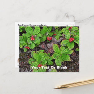 Bunchberry With Berries Postcard
