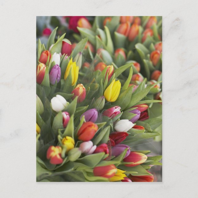 Bunches of colorful tulips postcard (Front)