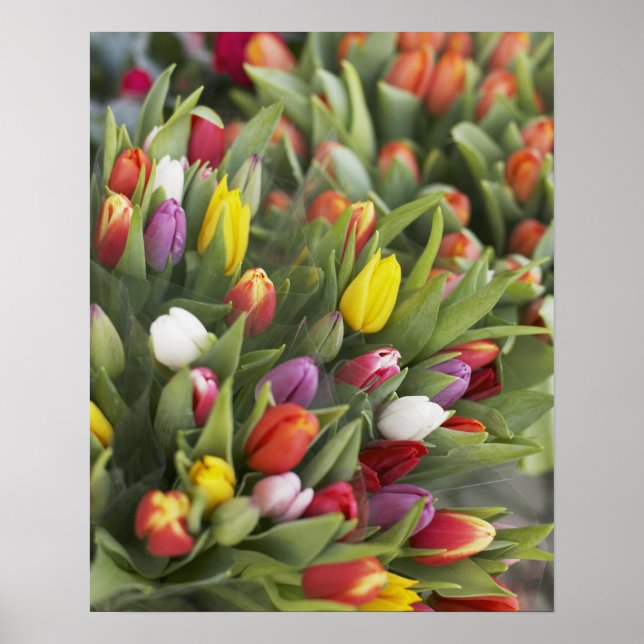 Bunches of colorful tulips poster (Front)