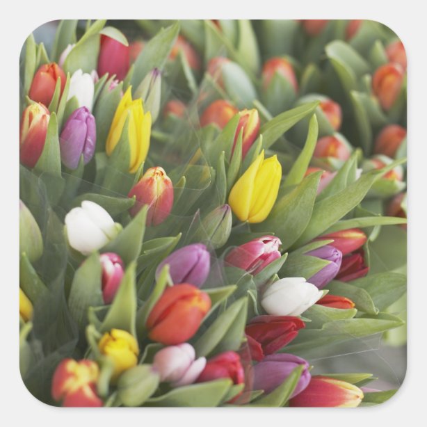 Tulip Stickers - 100% Satisfaction Guaranteed | Zazzle