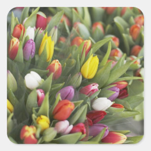 Bunches of colorful tulips square sticker