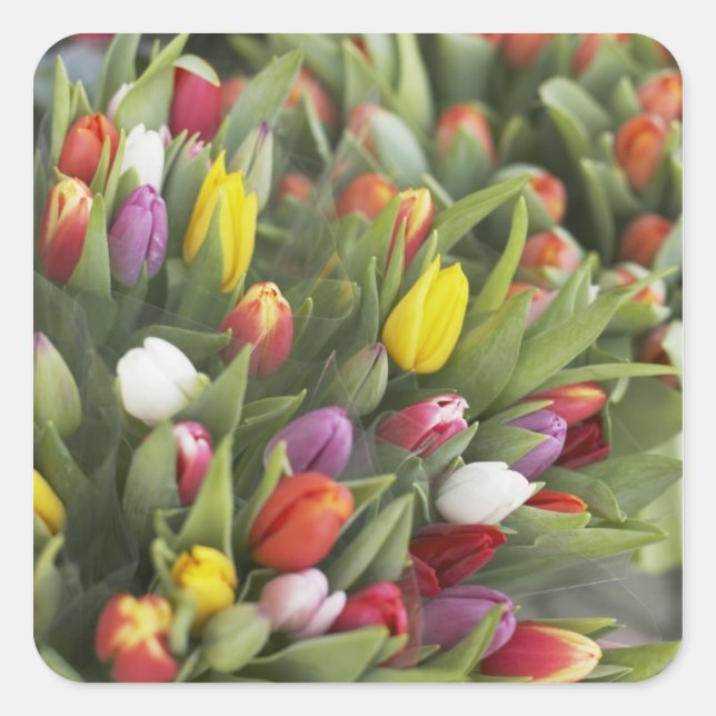 Bunches of colorful tulips square sticker (Front)