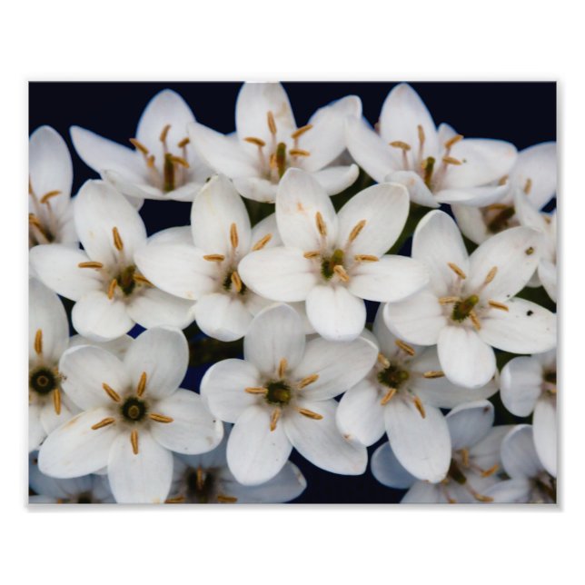 Bunches of white flowers photo print (Front)