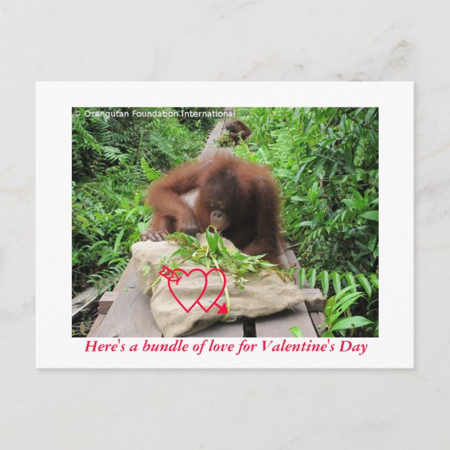 Bundle of Love for Valentine's Day Holiday Postcard (Front)