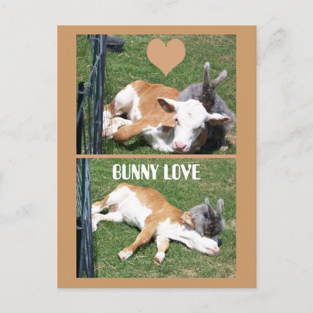 BUNNIE LOVES CALF POSTCARD (Front)