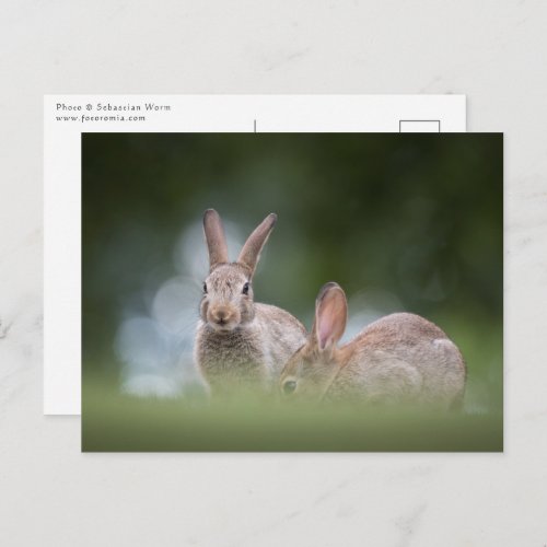 Bunnies Wildlife photo Postcard