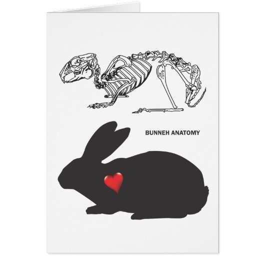 Bunny Anatomy Cards (Front)