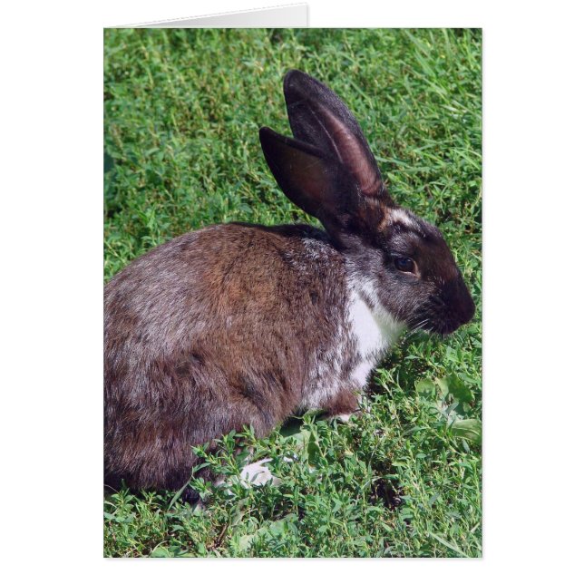 Bunny Blank Inside Cards (Front)