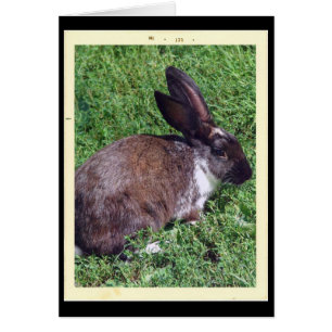 Bunny Cards
