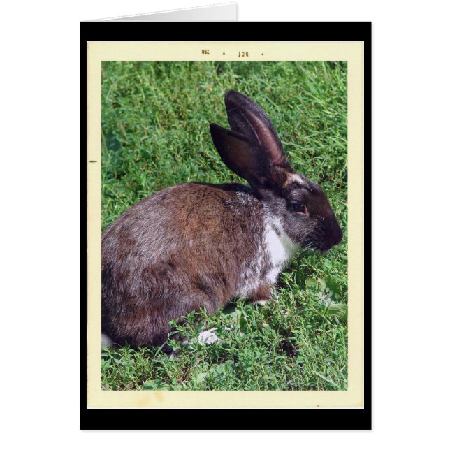 Bunny Cards (Front)