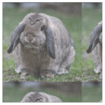 bunny fabric