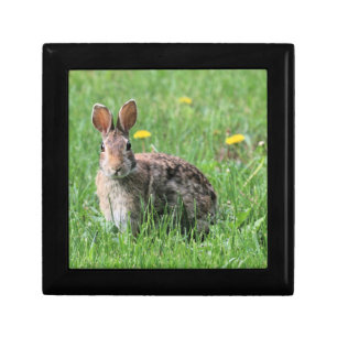 Bunny gift box