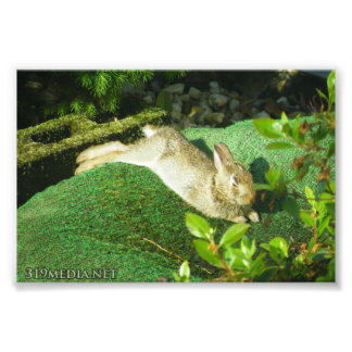 Bunny in Repose Photo Print