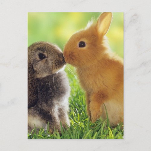 Bunny Kiss Postcard
