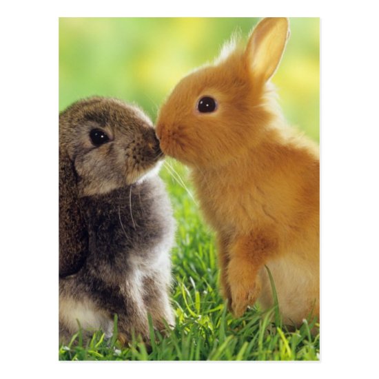 Bunny Kiss Postcard
