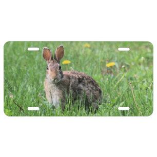 Bunny License Plate