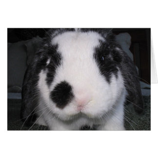 Bunny Love Cards
