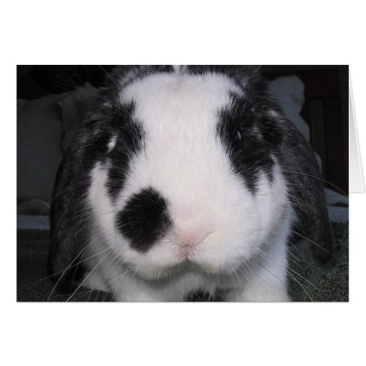 Bunny Love Cards (Front Horizontal)