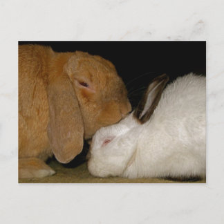 bunny love postcard