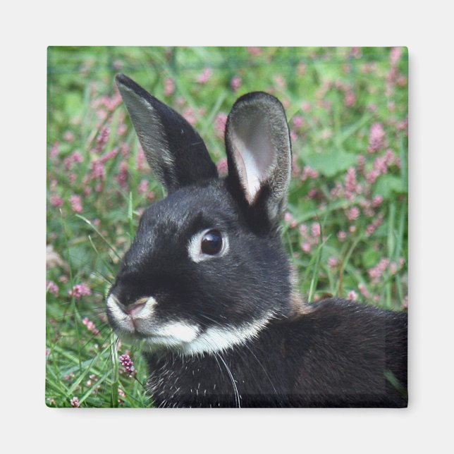 Bunny magnet (Front)