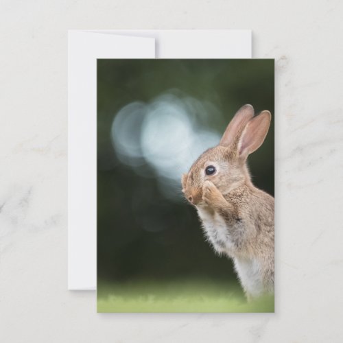 Bunny Nature Photo Card