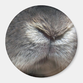 Bunny nose magnet