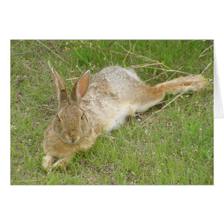 Bunny On Break Cards
