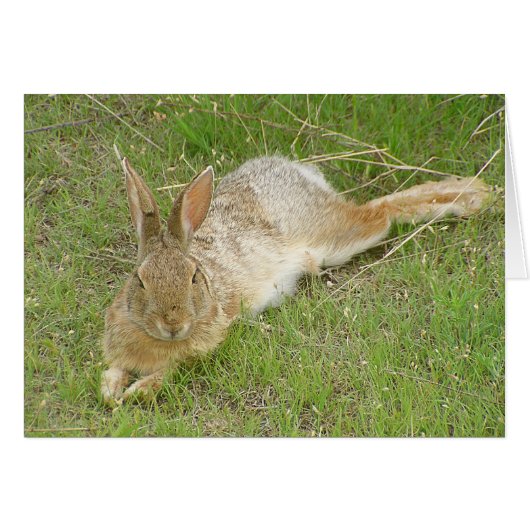 Bunny On Break Cards (Front Horizontal)