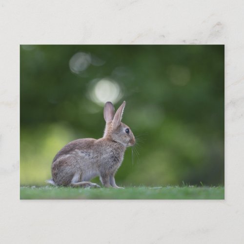 Bunny Photo Postcard