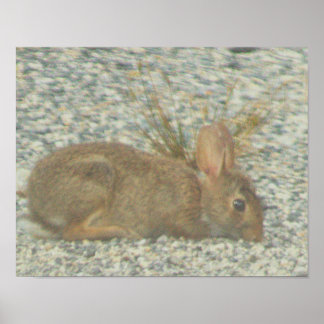 Bunny Photo Poster