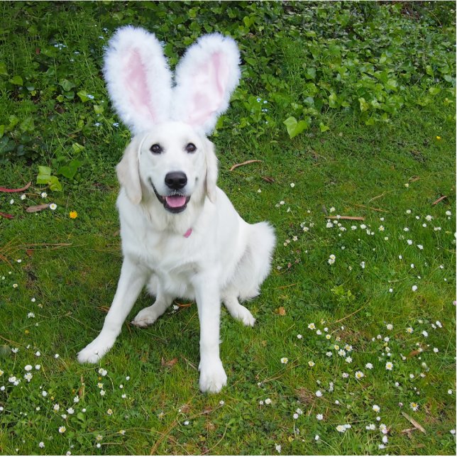 bunny photo sculpture (Front)