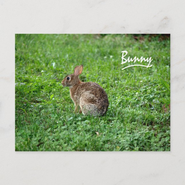 Bunny Postcard (Front)
